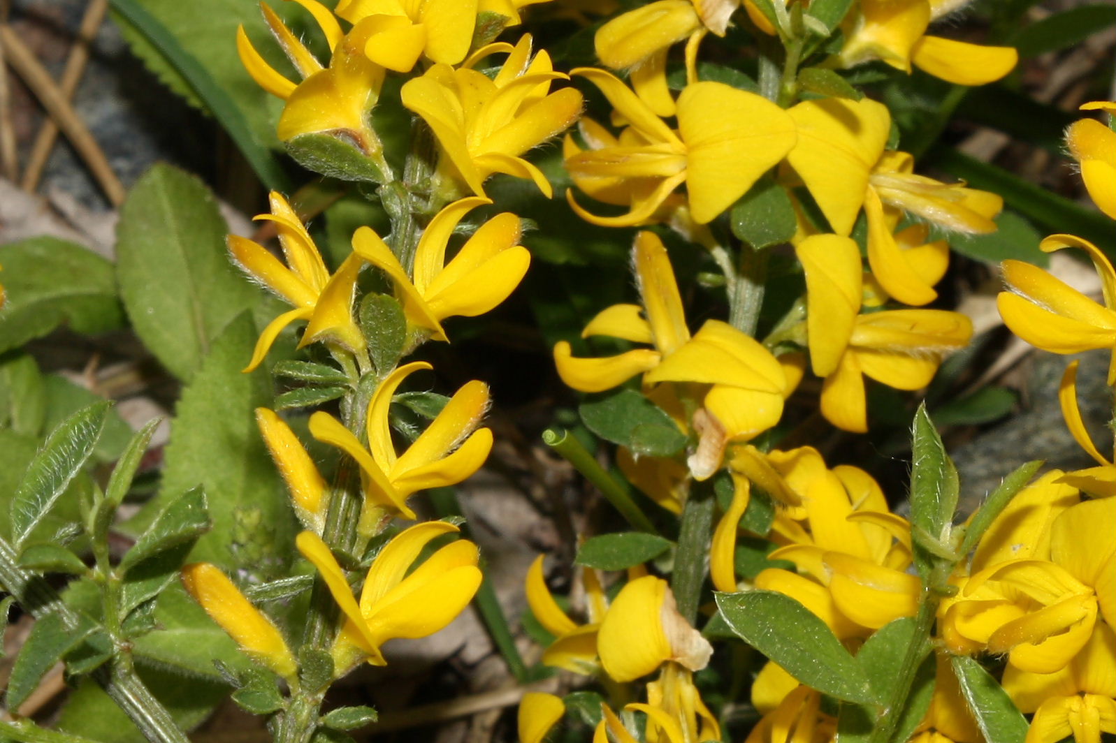 Genista pilosa